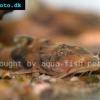 Bagarius suchus