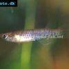 Epiplatys à six bandes - Epiplatys sexfasciatus