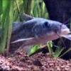 Tandanus tandanus