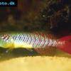 Nothobranche de Guenther - Nothobranchius guentheri