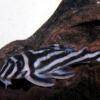 Pleco zèbre - Hypancistrus zebra