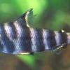 Abramites - Abramites hypselonotus