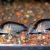 Corydoras fuselé - Corydoras arcuatus