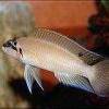 Cichlidé de Brichard - Chalinochromis brichardi