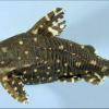 Agamyxis albomaculatus