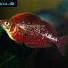 Arc-en-ciel rouge de Guinée - Glossolepis incisa