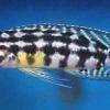 Cichlidé damier - Julidochromis marlieri