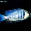 Deepwater hap - Placidochromis electra