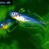 Bleu-oeil De Forktail - Pseudomugil furcatus