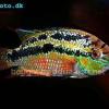 Trichromis salvini