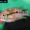 Pastel cichlid - Amphilophus alfari