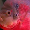 Le Flower horn - Flowerhorn