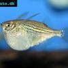 Gasteropelecus sternicla Gasteropelecus sternicla