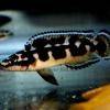 Julidochromis transcriptus - Julidochromis transcriptus