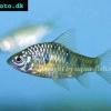 Barbus schuberti - Barbodes semifasciolatus