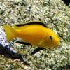 Labido jaune - Labidochromis caeruleus