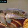Julidochromis ocellatus - Lamprologus ocellatus