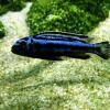 Cichlidés cobalt - Melanochromis johannii