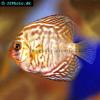 Symphysodon sp. (Zebra)