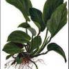 Anubias barteri “Caladiifolia” ‘1705’