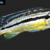 Frappeur de pierre du Malawi - Melanochromis auratus