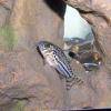 Corydoras lèopard - Corydoras julii