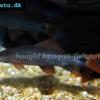 Labéo erythrurus vert - Epalzeorhynchos frenatum