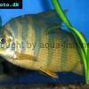 Distichodus sexfasciatus