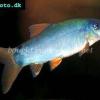 Yasuhikotakia modesta