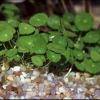 Hydrocotyle verticillata