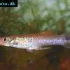 Brochet vivipare - Belonesox belizanus